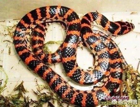 大王蛇图片(黄锦蛇图片有毒吗？)