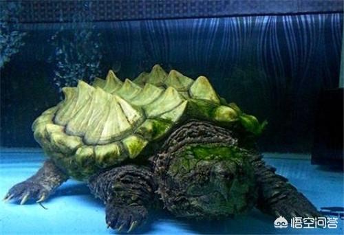 养殖厂里十斤重的大鳄龟好养吗