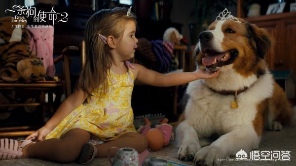 狗与人的真实感人故事（狗与人的真实感人故事有哪些）