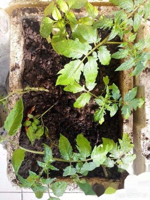 阳台种植美,阳台种植美女樱花好吗