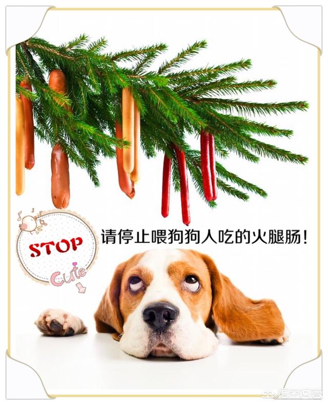 小狗能吃火腿肠吗