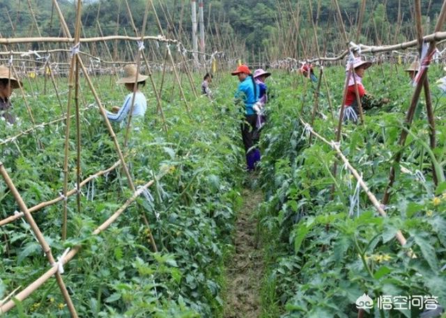 果园地面种植西红柿好吗,果园地面种植西红柿好吗视频