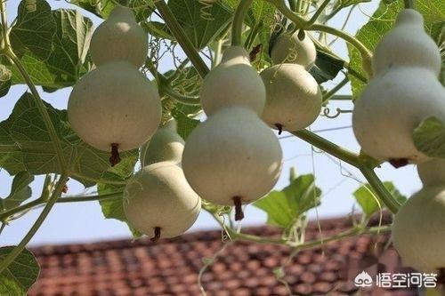 葫芦的种植方法和技术，葫芦的种植方法和技术视频