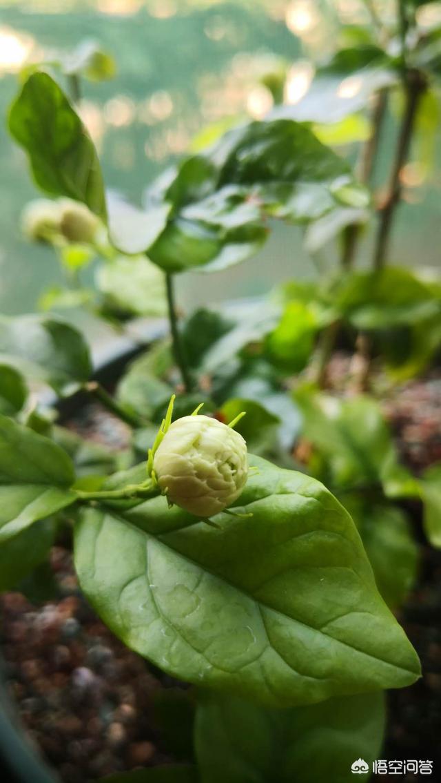 水栽培的茉莉花怎么养护和管理