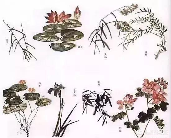 国画写意花卉种类?国画写意花卉种类大全!