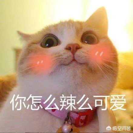 小猫咪照片（盘点最漂亮可爱的十个猫咪品种，你家猫是哪一种？）