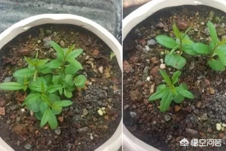 石榴盆栽种植方法，石榴盆栽种植方法和注意事项