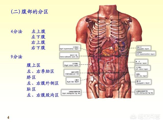 上班族怎么快速减掉肚子上的脂肪。最近早餐一根玉米一根香蕉一个煮鸡蛋一杯酸奶，午餐一块鸡胸肉一个苹