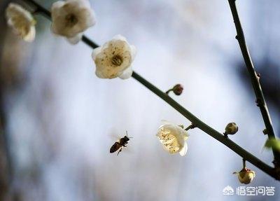 男女之间梅花三弄是啥意思(梅花三弄的隐含意思？)