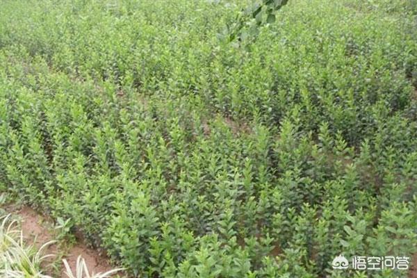 小叶女贞怎么养盆栽小叶女贞的种植技巧？