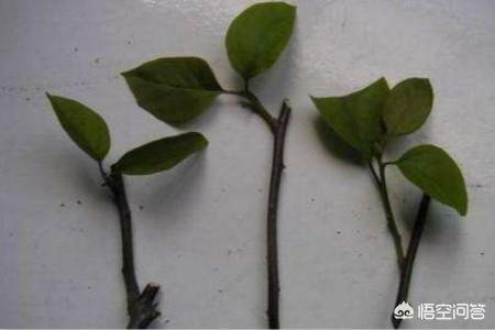 三角梅扦插时间（三角梅扦插时间什么时间最好）
