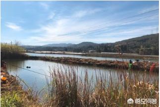 云南昆明市呈贡区吃饭钓鱼游玩口碑好的农家乐最新推荐,呈贡附近钓鱼农家乐