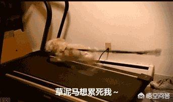 [小米运动刷步数]小米运动怎么手机计步？