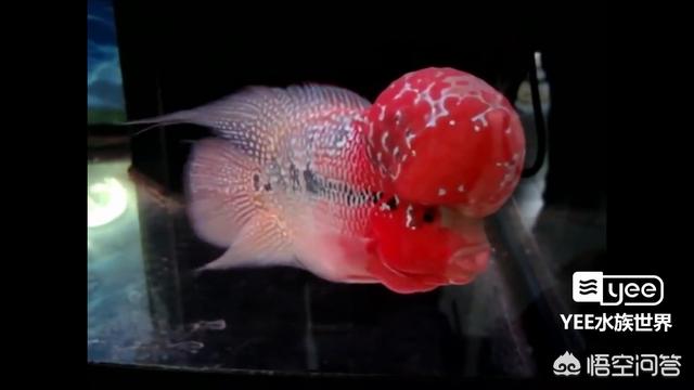 怎样挑选鸿运当头罗汉鱼,第1张