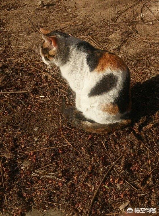 2024适合猫咪的名字（猫名字大全？）