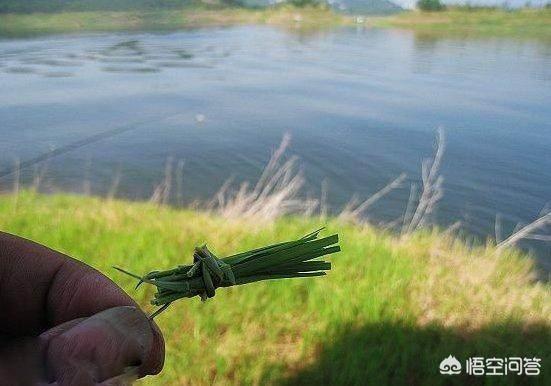 草鱼需要抽鱼线吗-草鱼需要抽鱼线吗视频