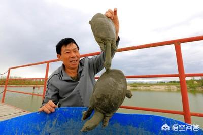 甲魚吃什么?甲魚吃什么東西能養活!