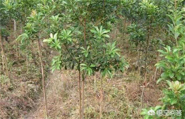 温州市瓯海区果汁店在哪里