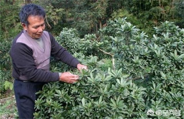 温州市瓯海区果汁店在哪里