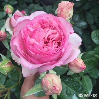 什么花有什么作用(常见的花有哪些)