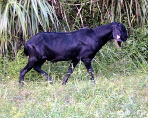 努比亚山羊怎么吃最好(图3)