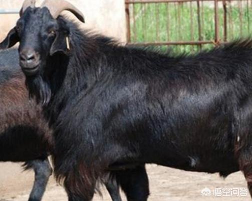 努比亚山羊怎么吃最好