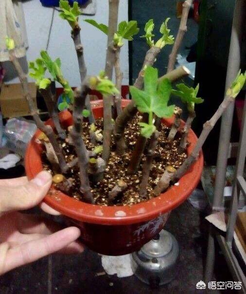 果园周边可以种植月季吗,果园周边可以种植月季吗视频