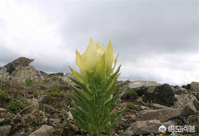 冰山雪莲花?冰山雪莲花图片!