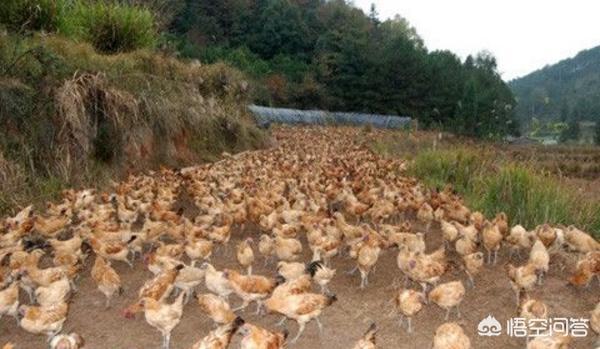 散养鸡喂大蒜要怎么喂散养鸡的饲养方法？