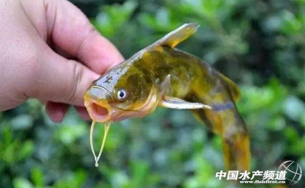 黄骨鱼养殖前景如何呢 黄骨鱼养殖存活率？