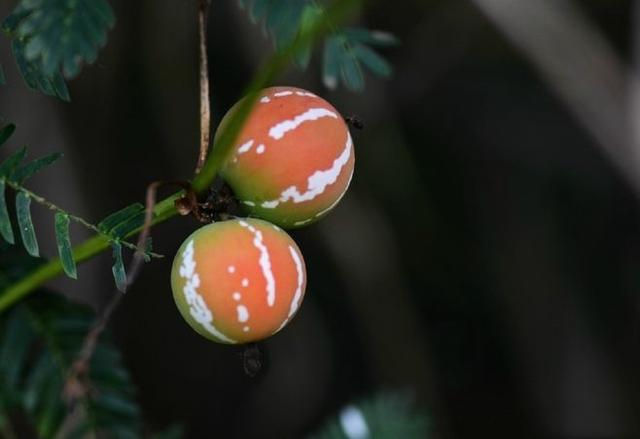 西瓜视频常见花卉?西瓜视频里面的西瓜是用来干什么的?!