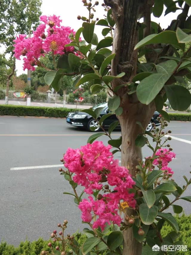 种花卉的地方?种花卉的地方西边有树好不好!