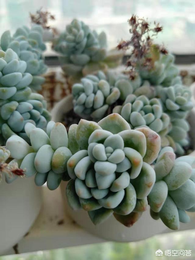 你家有那么多肉怎么吃(图14)