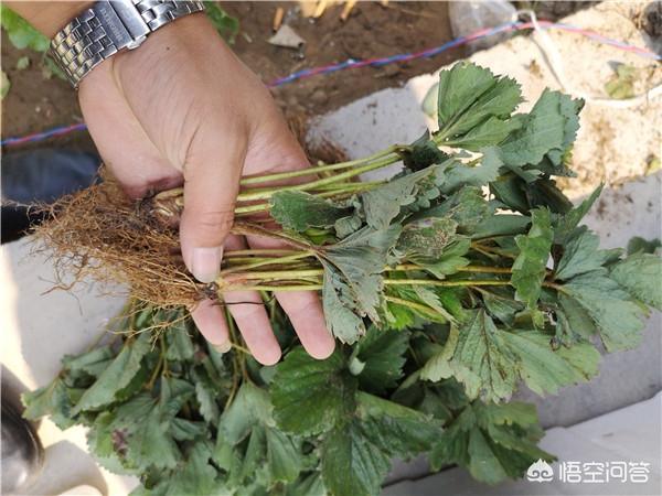 花种子哪里有卖零售（各种花苗种子哪里有卖）