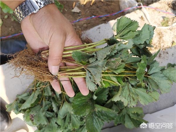 植物种子信息，植物种子查询