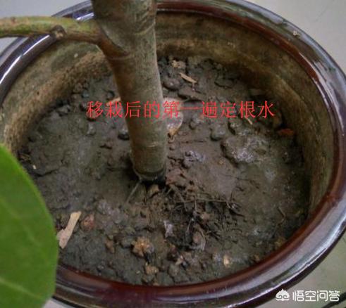 给植物浇水的步骤