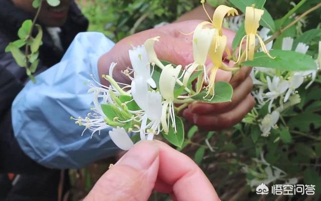 河南农村吃什么水果多