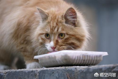 如何和流浪猫建立信任,第6张