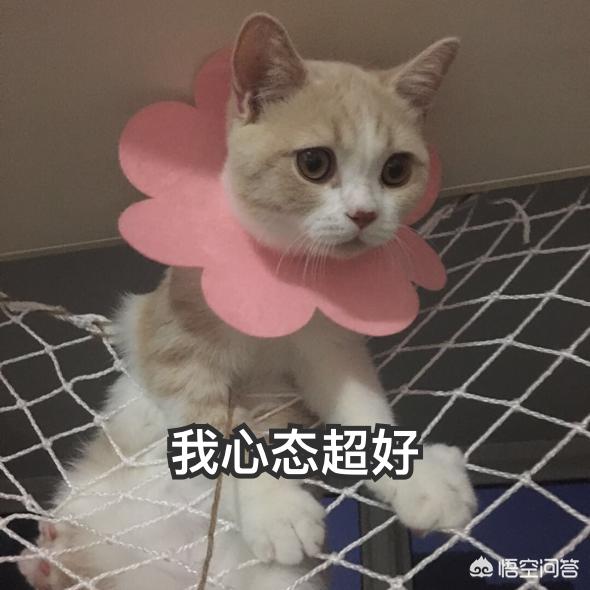 猫的下巴的毛深处总是很脏，怎么搞得？怎么办,第2张