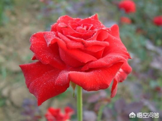 玫瑰小镇开花时间表 玫瑰小镇嫁接攻略-第1张图片-Game优搜