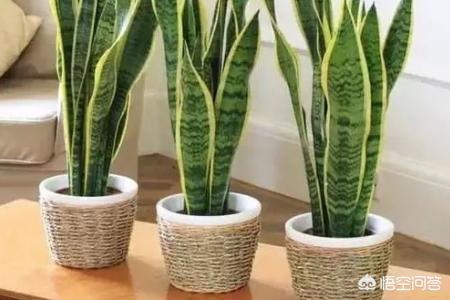 室内养什么花最好看又好养（室内养什么花最漂亮）