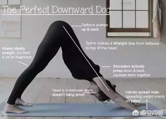 练习瑜伽上犬式和下犬式有什么好处,第10张