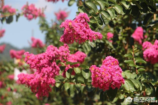 庭院花卉种植品种图片,庭院花卉种植品种图片大全