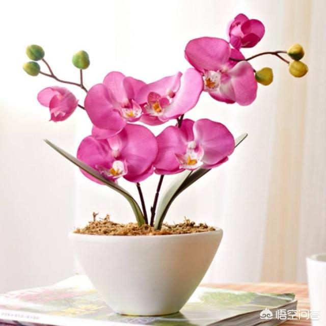 教师节送什么花比较合适一点