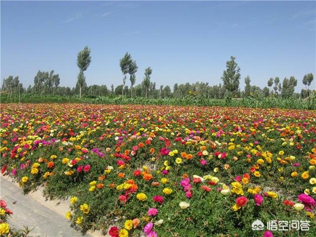 太阳花种子种植方法，太阳花种子种植方法