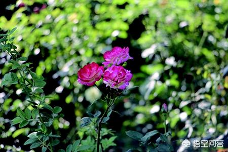 花卉如何松土?花卉如何松土视频!