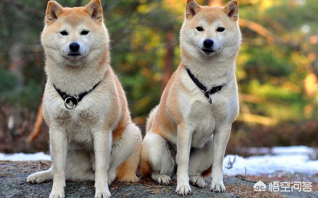 如何区分柴犬与秋田犬