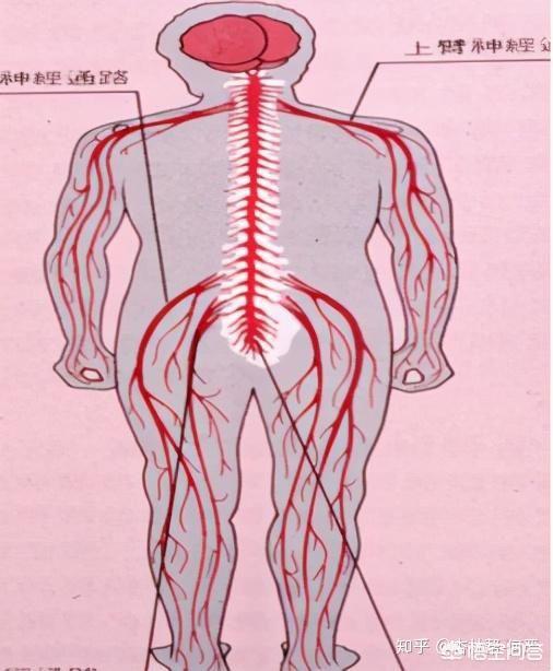 腰酸背痛是什么原因