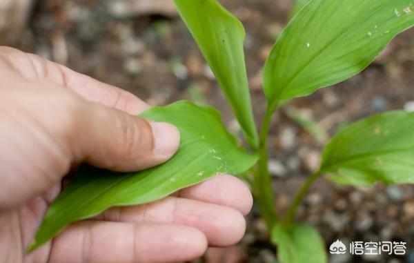 生姜阳台种植技术,生姜阳台种植技术视频