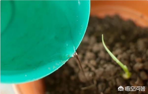 生姜阳台种植技术,生姜阳台种植技术视频